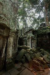 Naklejka premium The stones and trees growing out ruin of Ta Prohm, Angkor Wat
