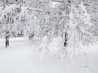 Park in winter.