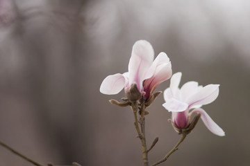 Fototapeta na wymiar magnolia 