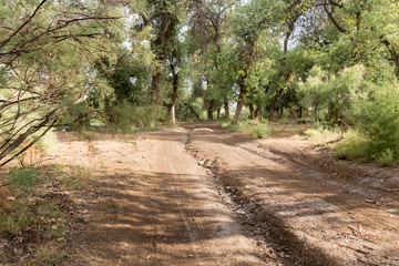 Fototapeta premium dirt road in nature