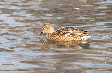duck in the lake in nature