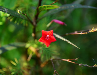 Flowers and plant