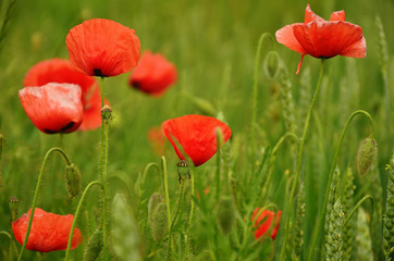 Red Poppies in the wheat field