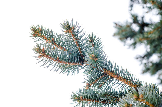 fir branch with needles against a gray winter sky