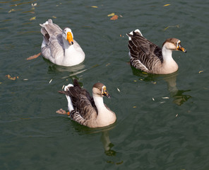 a flock of ducks on the lake in autumn