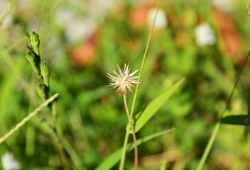 Flowers and plant