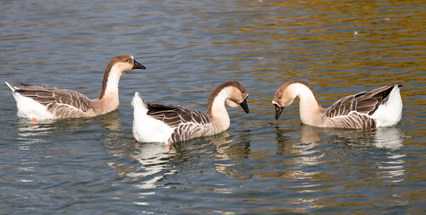 a flock of ducks on the lake in autumn