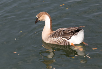 duck on the lake in autumn
