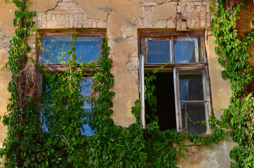 Fototapeta na wymiar Two old windows outside twined with virginia creeper (Parthenocissus)