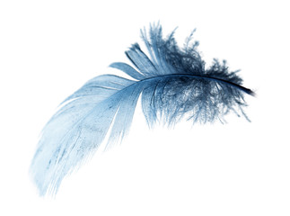 blue feather on a white background - obrazy, fototapety, plakaty