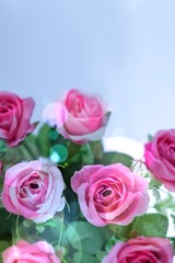 Soft focus with blur bokeh pink rose used for the background.