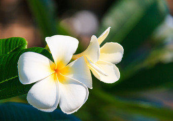 Fototapeta premium Vibrant white plumeria Flowers