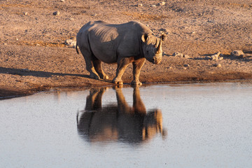 Namibia - Spitzmaulnashorn im Etoscha Nationalpark