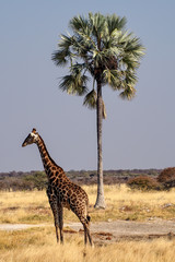 Namibia - Giraffe im Etoscha Nationalpark