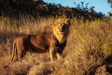 Namibia - Löwe - Panthera leo
