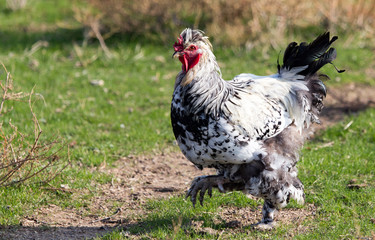 Cock Outdoors
