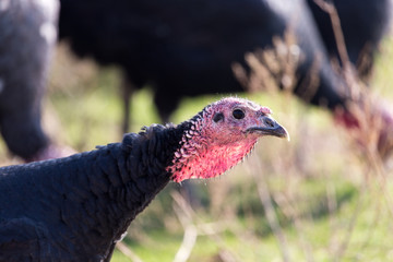 a turkey on a farm outdoors