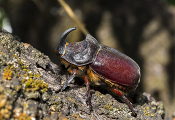 Side view of an adult male of European rhinoceros beetle, Oryctes nasicornis, a large flying beetle belonging to the family Scarabaeidae. Photo taken in Ciudad Real Province, Spain