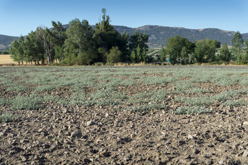 Plants of turnsole, Chrozophora tinctorea, growing on a ploughed field. 