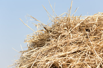 Fototapeta na wymiar dry hay on the background of the sky