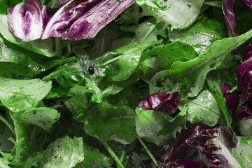 salad