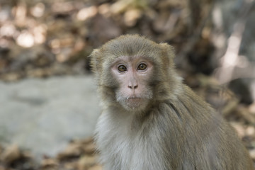 Rhesus macaque monkey (Macaca mulatta) a Wild monkey 