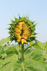 Young sunflower bud in field.