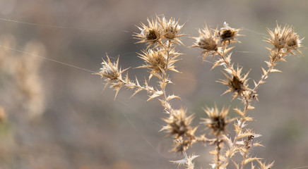 Dry prickly plant in nature