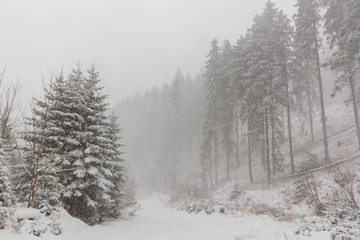 Winter scenery with fir trees in snow blizzard