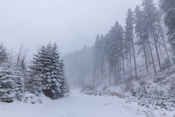Winter scenery with fir trees in snow blizzard