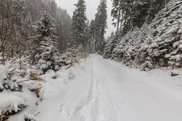 Winter scenery with fir trees in snow blizzard