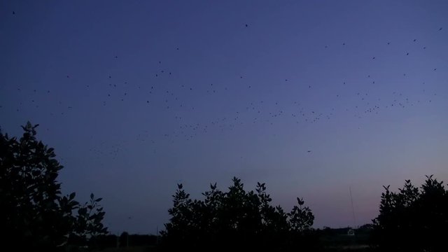 Every evening, thousands of Fruit Bats leave the Mangrove and fly towards the setting sun. Their destination is the various jungle parks in the area where they will feed on the jungle's fruit.