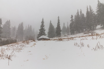 Winter scenery with fir trees in snow blizzard, and trekking path in the forest