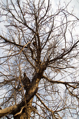 bare branches of a tree in the sun dawn