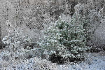 Winter in the forest