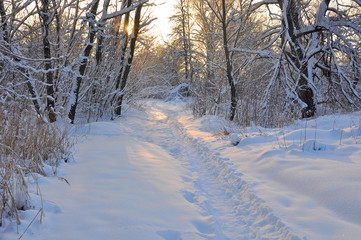 Winter evening in the forest