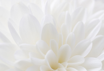 white flower as background - obrazy, fototapety, plakaty