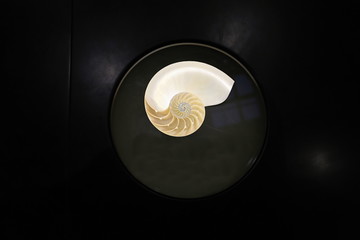 Nautilus shell on the black show case