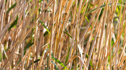 bulrush outdoors in autumn