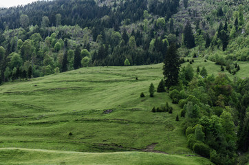 Fototapeta na wymiar gruene alm landschaft