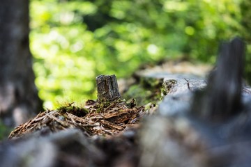 Wood