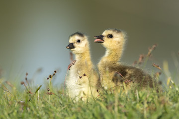 Two goslings low angle with clean background