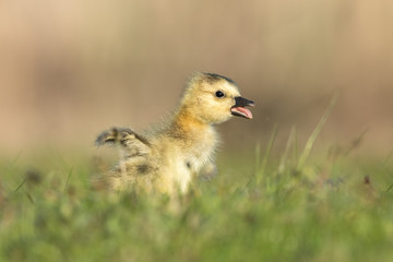 gosling running low angle