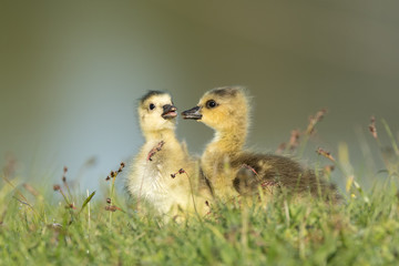 Two goslings low angle with clean background