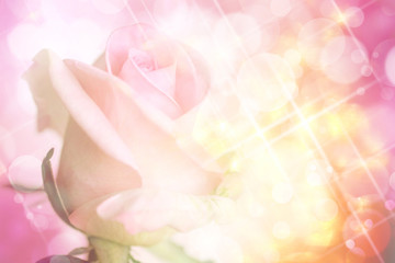 Pink rose on sweet bokeh and glitter background.