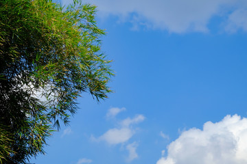 Image of clear  blue sky white cloud and green leaf tree day time for background backdrop use
