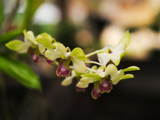 closeup shot of yellow green orchid flower in a garden