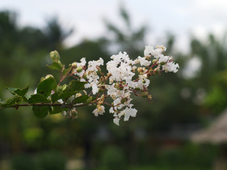 closeup shot of white Lagerstroemia Calyculata in a garden