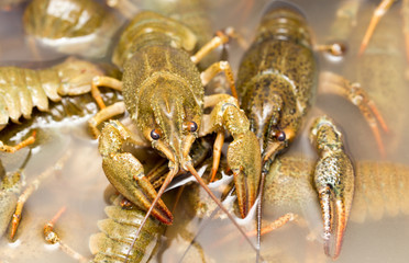 Live crayfish in the water as a background