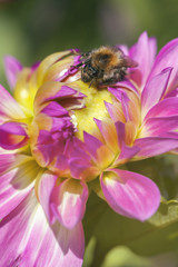 Dahlie - Hummel